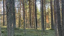 Инвестиционный проект: 4.62 Га у воды (160 кВт) под Эко-отель, пр-во.