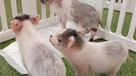 Сеть антикафе с мини пигами Piggy Place