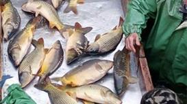 Продажа действующего бизнеса по выращиванию рыбы