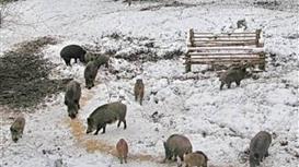 Продам Охотхозяйство идеально расположенное.