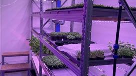 Промышленно-торговая компания по выращиванию салатов и зелени