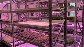 Промышленно-торговая компания по выращиванию салатов и зелени