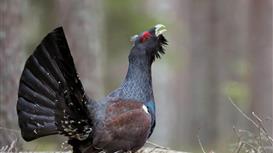 ОхотКордон в Подмосковье