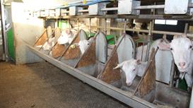 Сыроварня + ферма + 214 га + дом / 450-1000 кг сыра в месяц