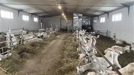 Сыроварня + ферма + 214 га + дом / 450-1000 кг сыра в месяц