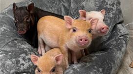 Сеть антикафе с мини пигами Piggy Place