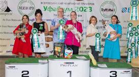 Сеть Груминг салонов