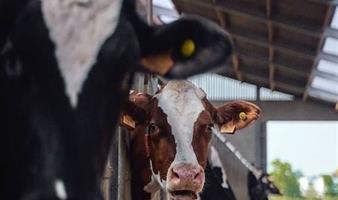 Действующее сельхоз предприятие с 250 дойным стадом и 4500 га 