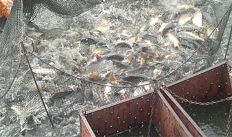 Продаём действующее прудовое рыбоводное хозяйство 