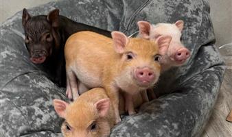 Сеть антикафе с мини пигами Piggy Place
